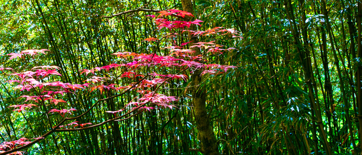 Japanese Garden 8 - DSC00624 - Photo - Photographer Martin Fisher