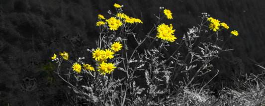 Just Yellow and Black - Photo - Photographer Martin Fisher