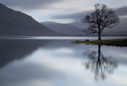 Lone Tree Bassenthwaite - Photo - Photographer Darron Matthews
