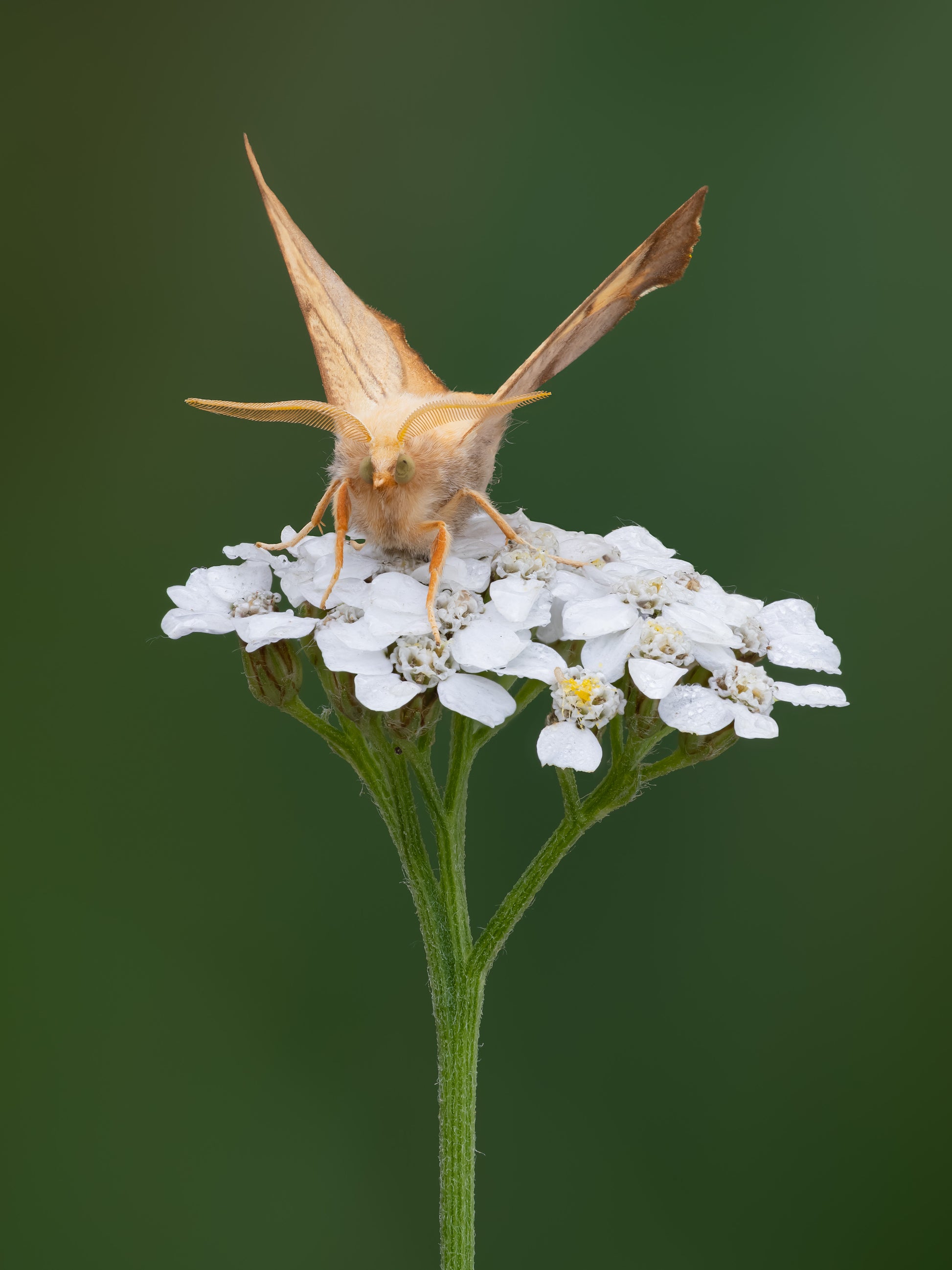 Male Dusky Thorn Moth - Photo - Photographer Darron Matthews