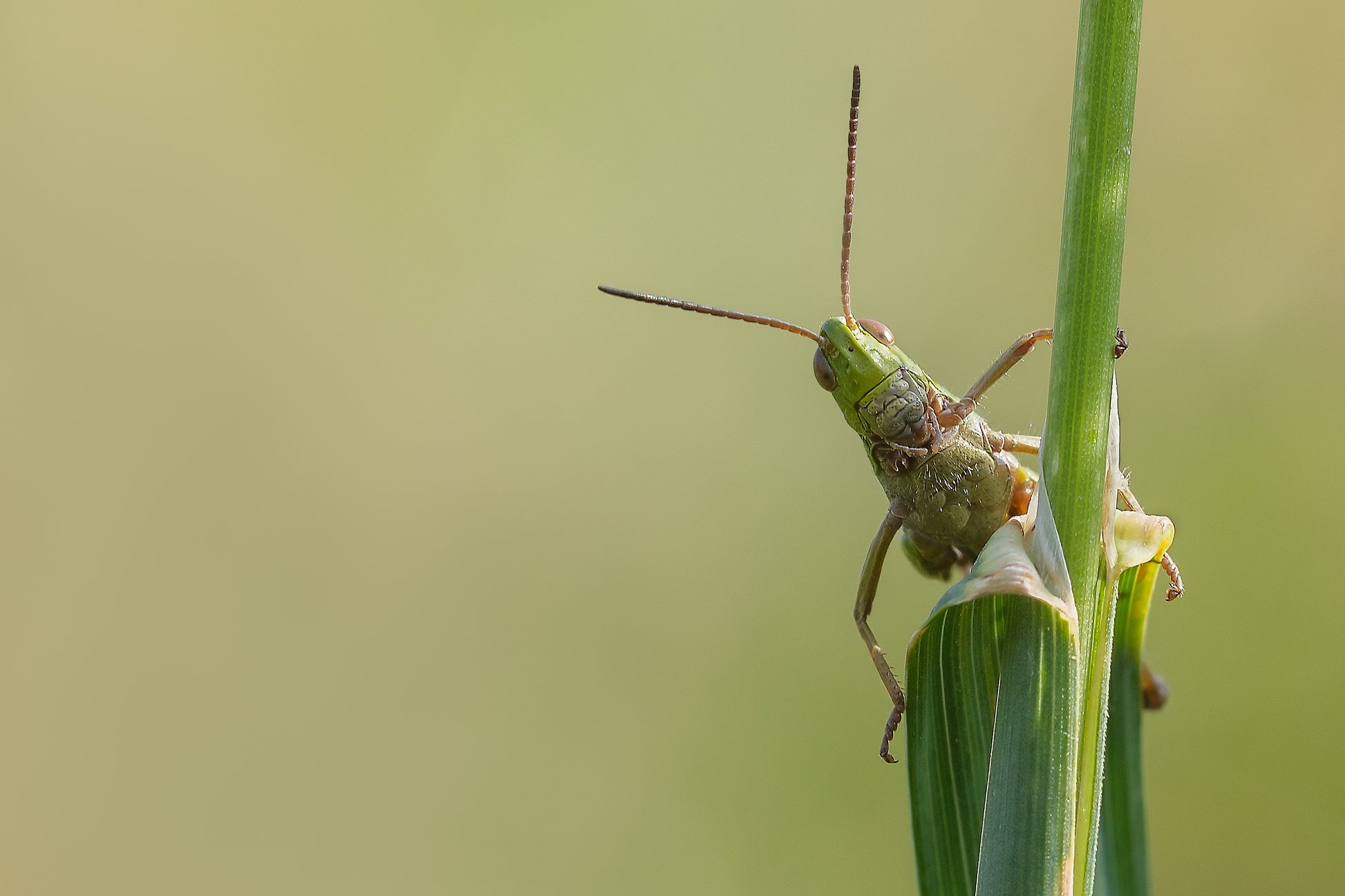 Meadow Grasshopper - Photo - Photographer Darron Matthews