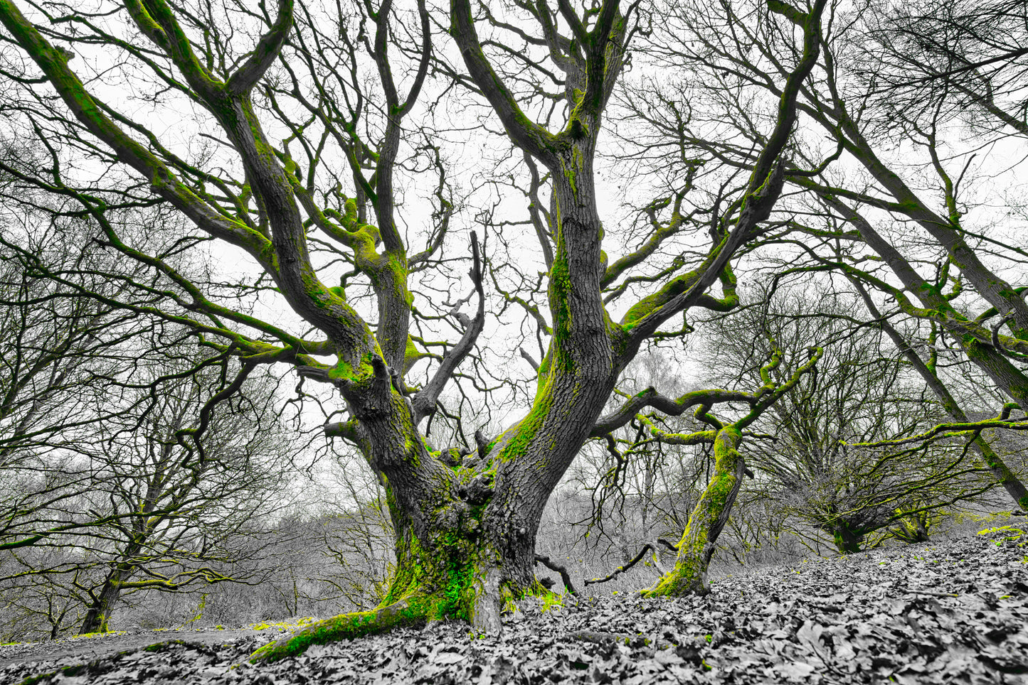 Milford Common - Grey and Green - DSC05371 - Photo - Photographer Martin Fisher