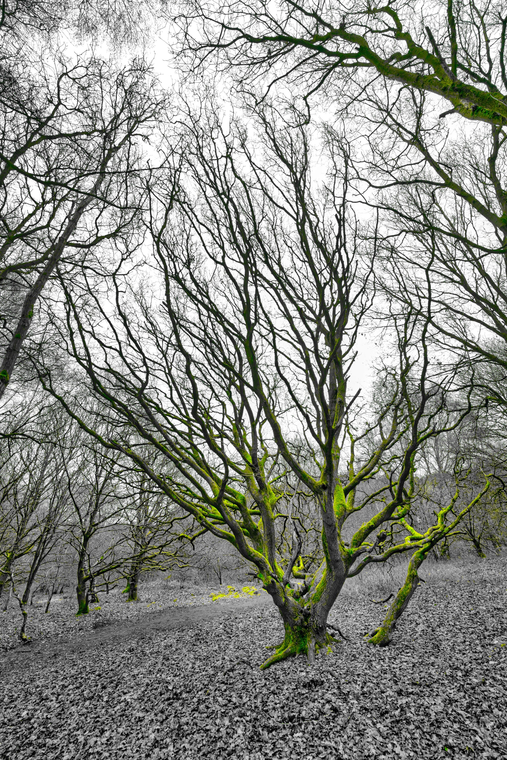 Milford Common - Grey and Green - DSC05389 - Photo - Photographer Martin Fisher