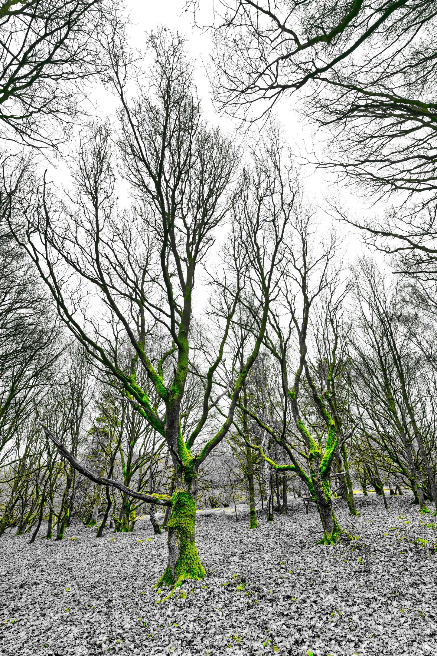 Milford Common - Grey and Green - DSC05398 - Photo - Photographer Martin Fisher