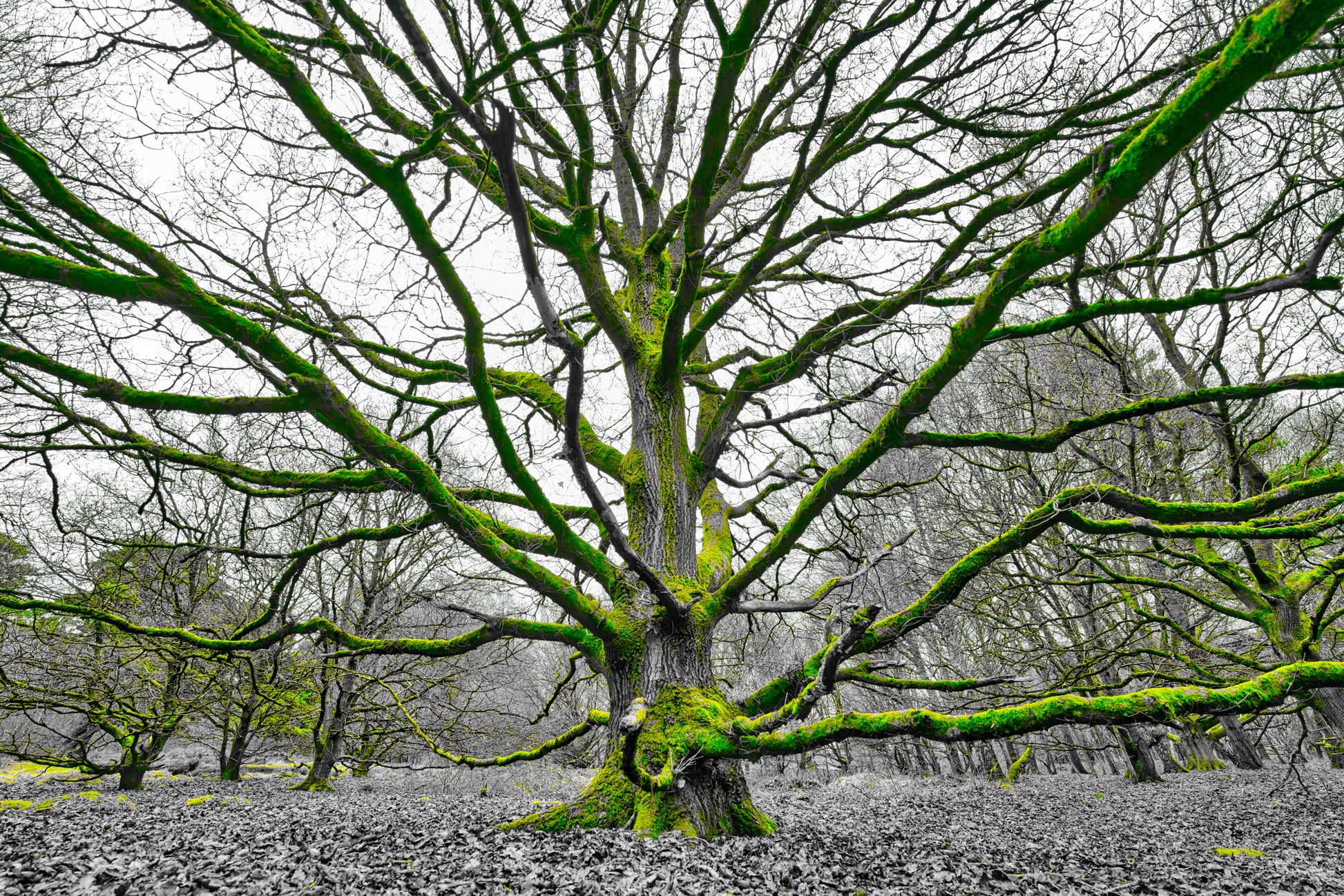 Milford Common - Grey and Green - DSC05419 - Photo - Photographer Martin Fisher