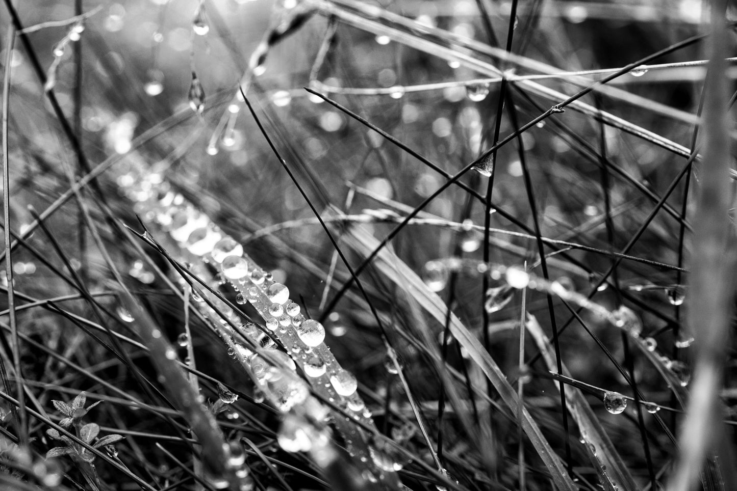 Morning Droplets 1 - DSC03974 - Photo - Photographer Martin Fisher