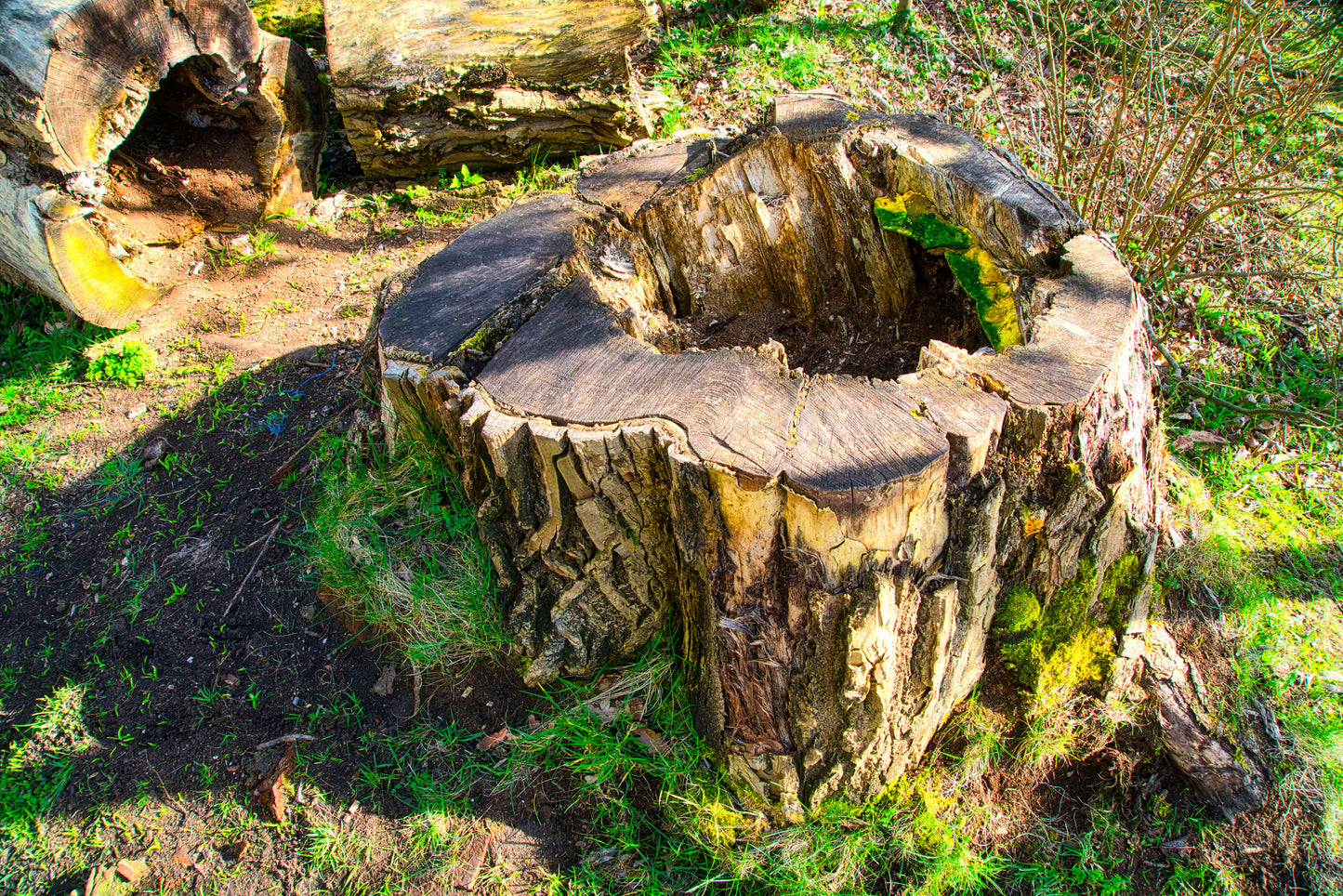 Moss and the Stump - DSC09767 - Photo - Photographer Martin Fisher
