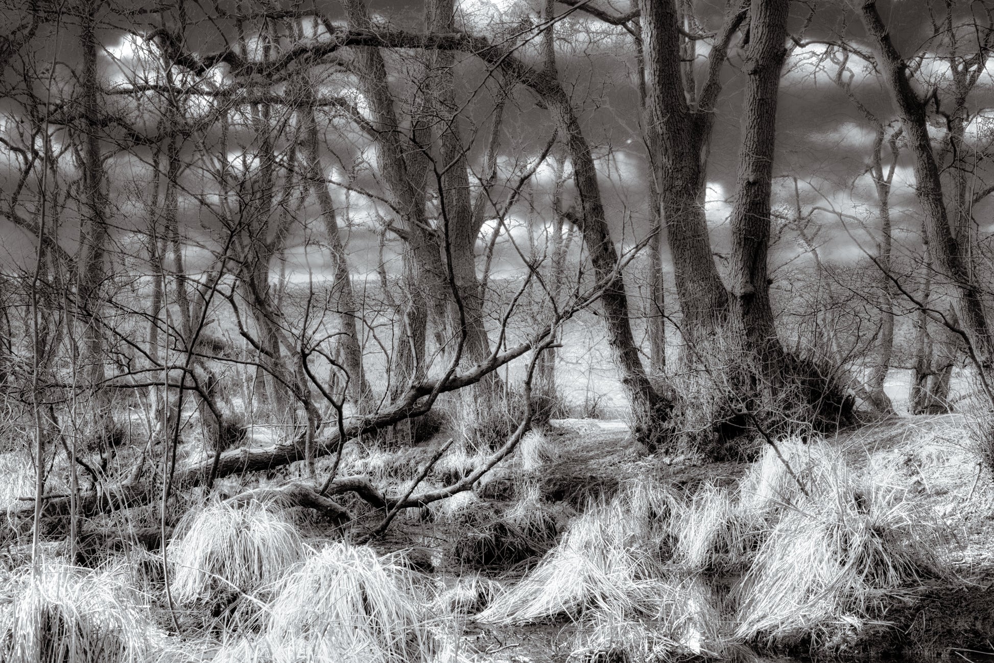 Mystical Cannock Woods - Photo - Photographer Martin Fisher