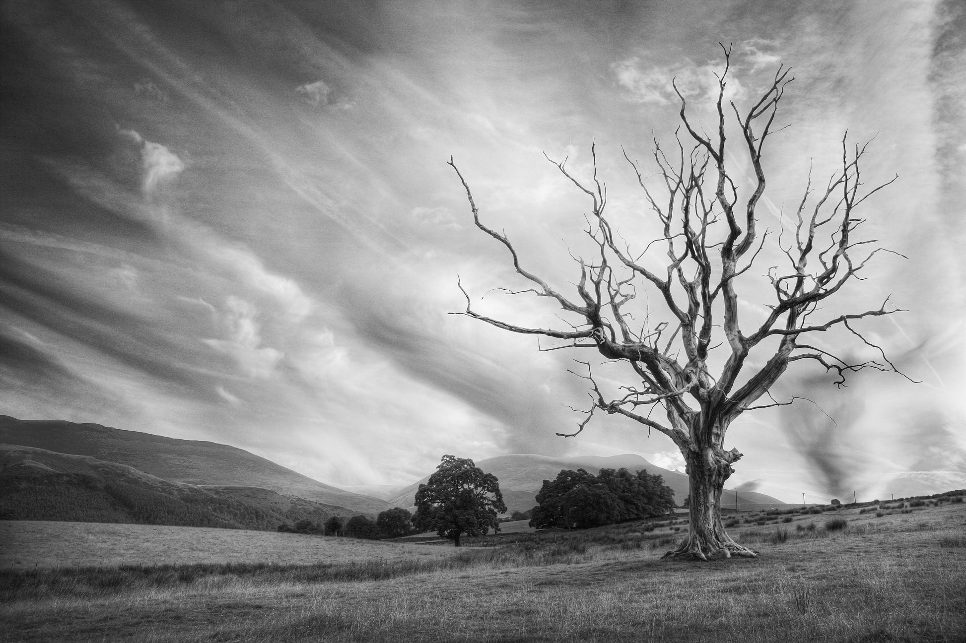 Naked Tree - Photo - Photographer Darron Matthews