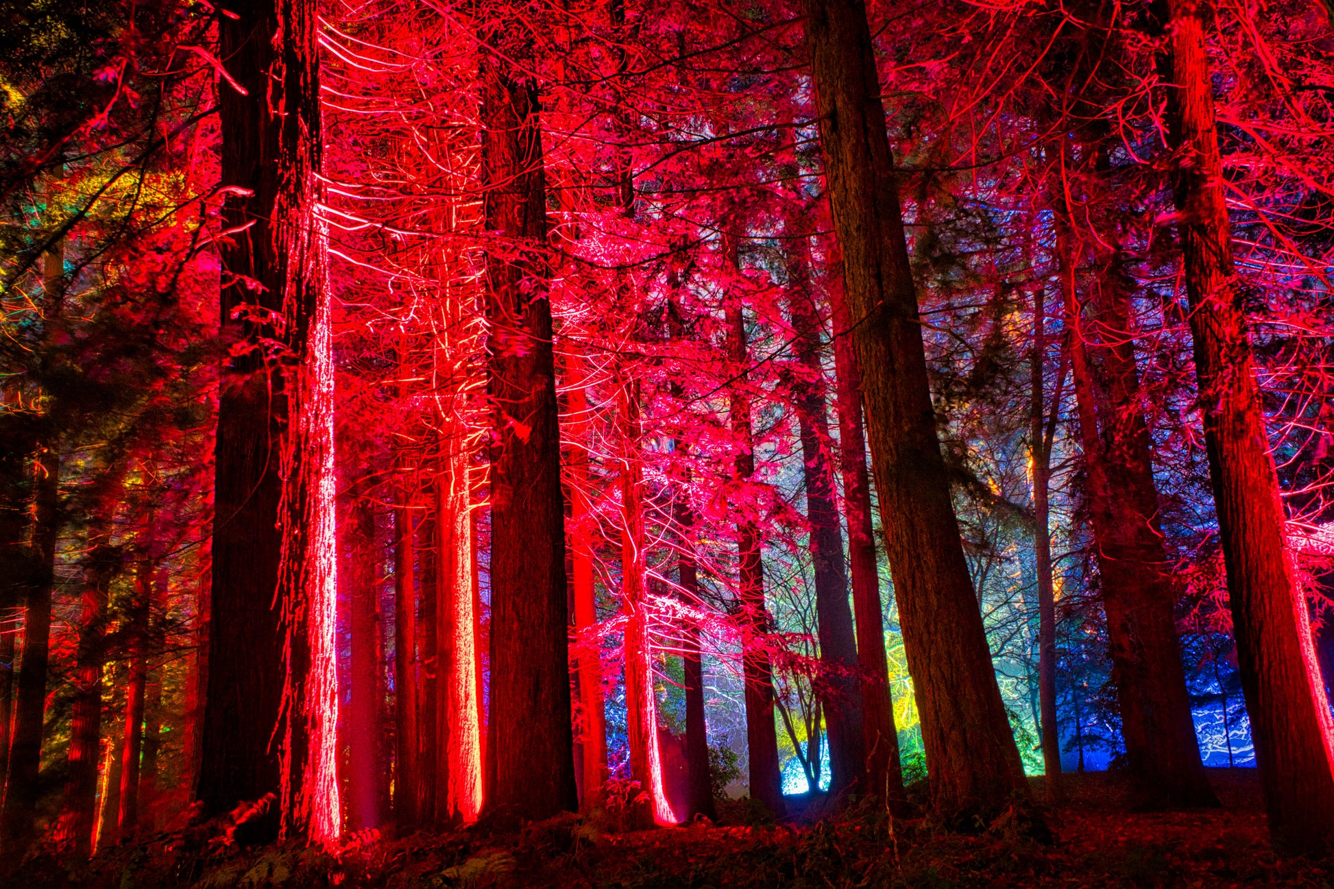 Neon Forest 1 - DSC01596 - Photo - Photographer Martin Fisher