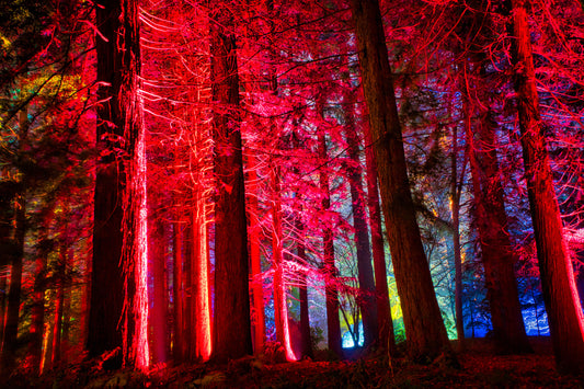 Neon Forest 1 - DSC01596 - Photo - Photographer Martin Fisher