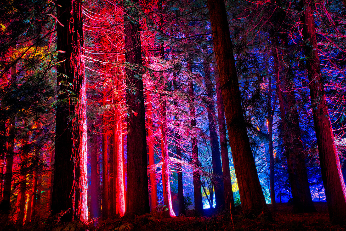 Neon Forest 2 - DSC01597 - Photo - Photographer Martin Fisher