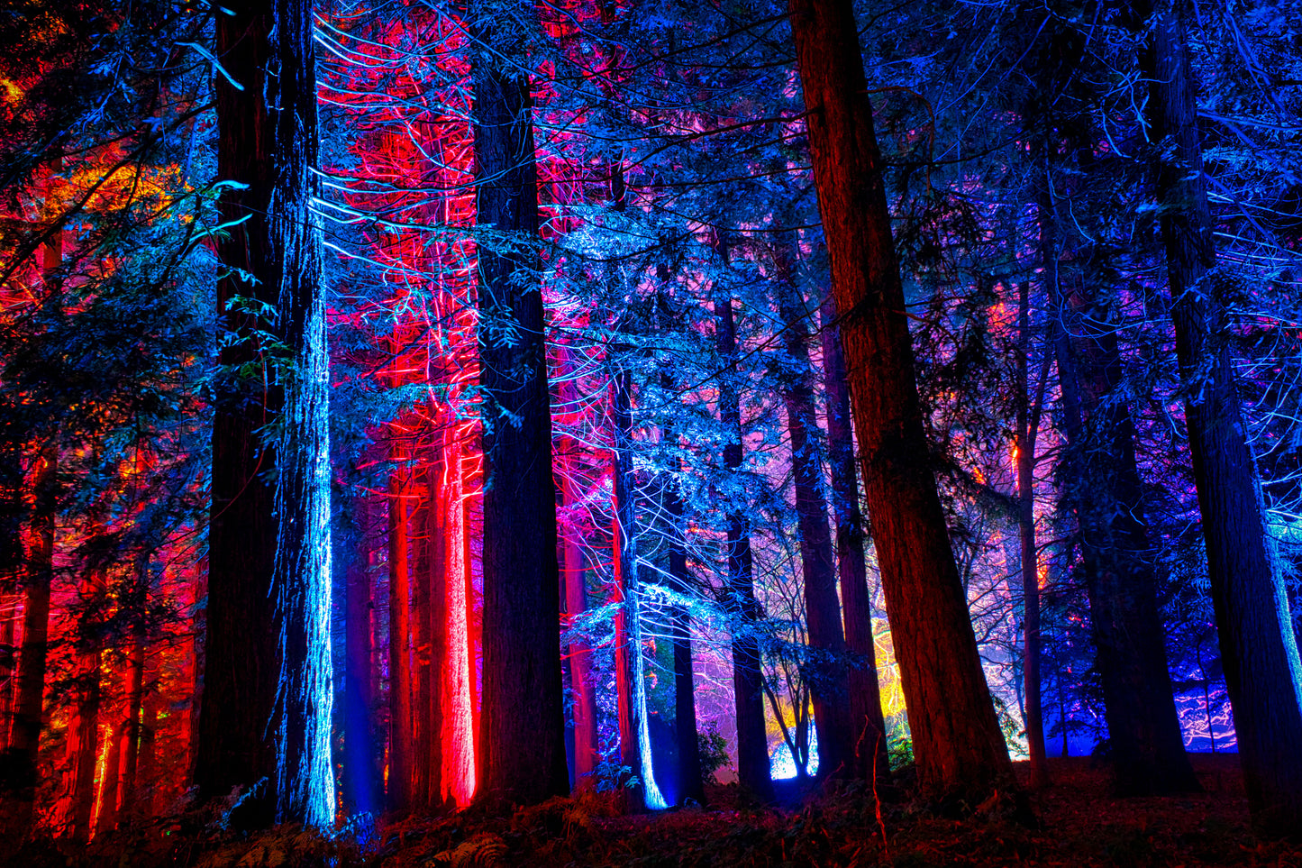 Neon Forest 3 - DSC01598 - Photo - Photographer Martin Fisher