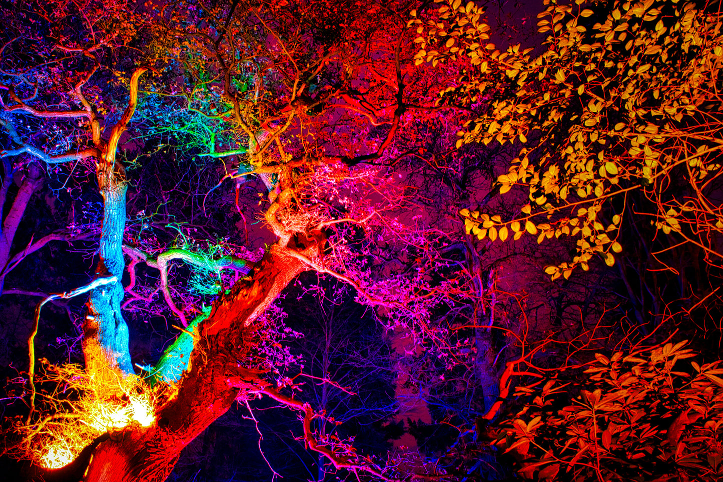 Neon Forest 4 - DSC01599 - Photo - Photographer Martin Fisher