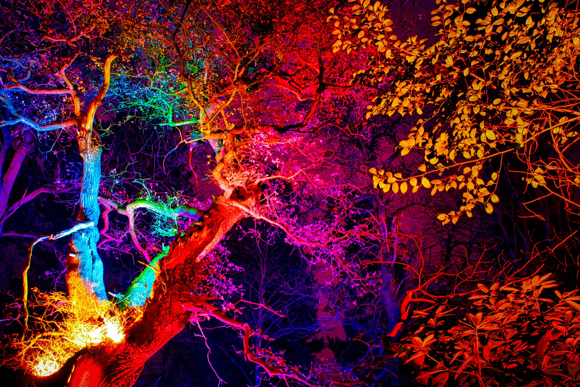 Neon Forest 4 - DSC01599 - Photo - Photographer Martin Fisher