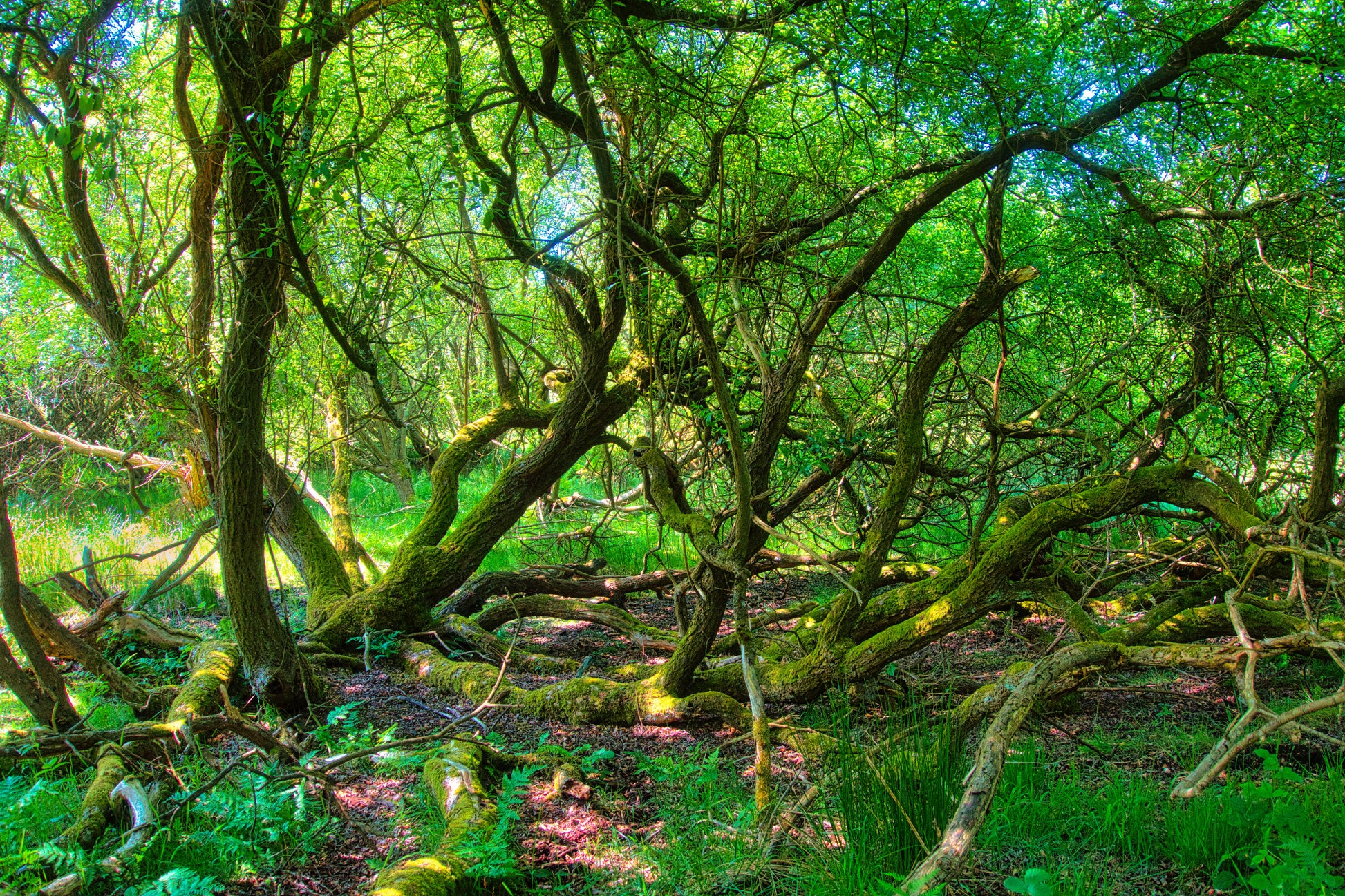 Oldacre Brook Trees - Brocton Cannock Chase - Photo - Photographer Martin Fisher