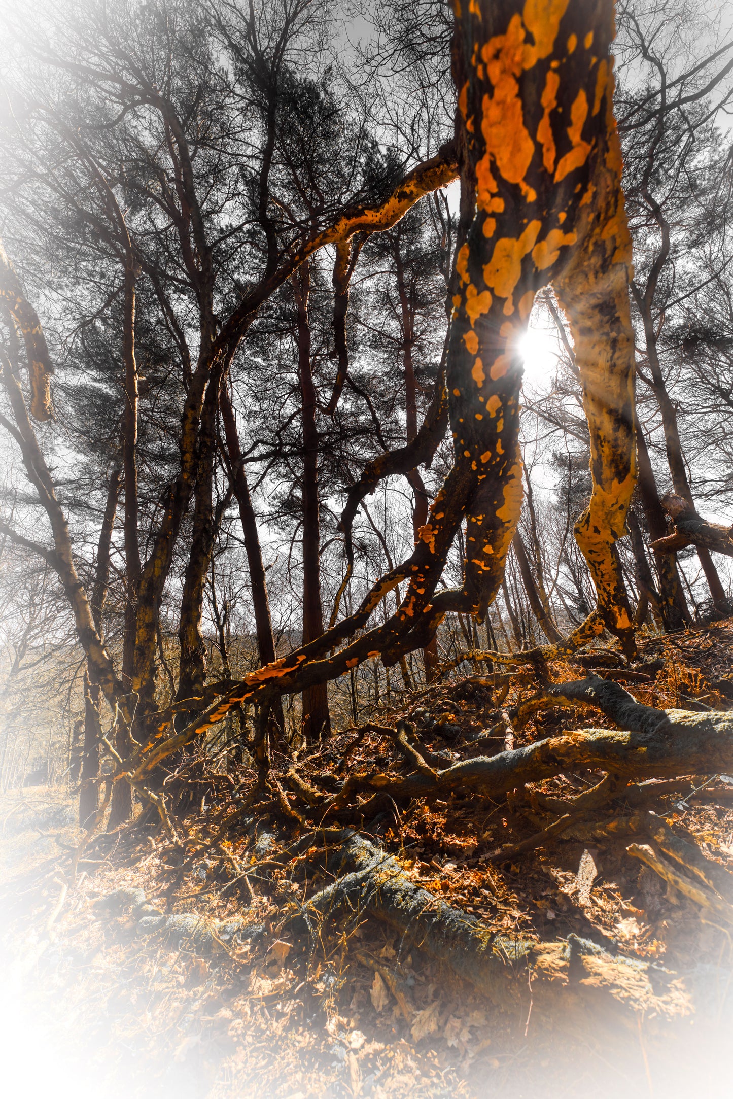 Orange Branch and The Sun - Cannock Chase - DSC04416 - Photo - Photographer Martin Fisher