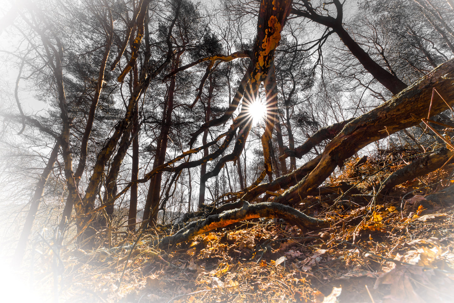 Orange Branch and The Sun - Cannock Chase - DSC04430 - Photo - Photographer Martin Fisher