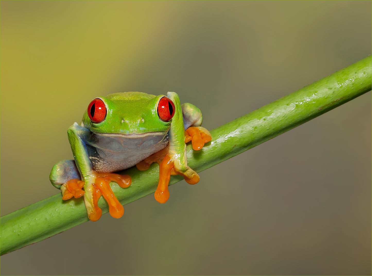 Red Eyed Tree Frog - Photo - Photographer Darron Matthews