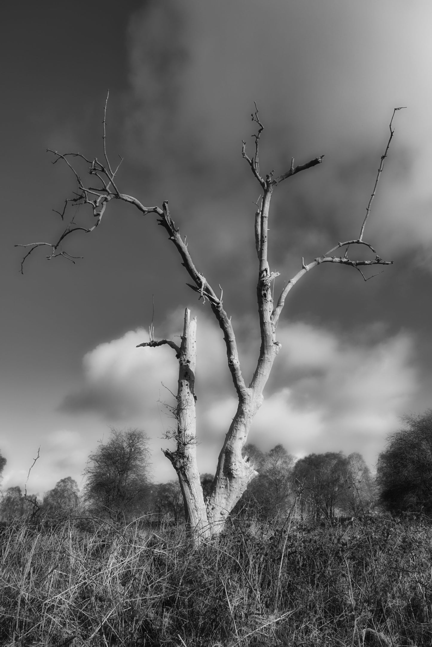 The Dying Tree - DSC00662 Crop 2 - Photo - Photographer Martin Fisher