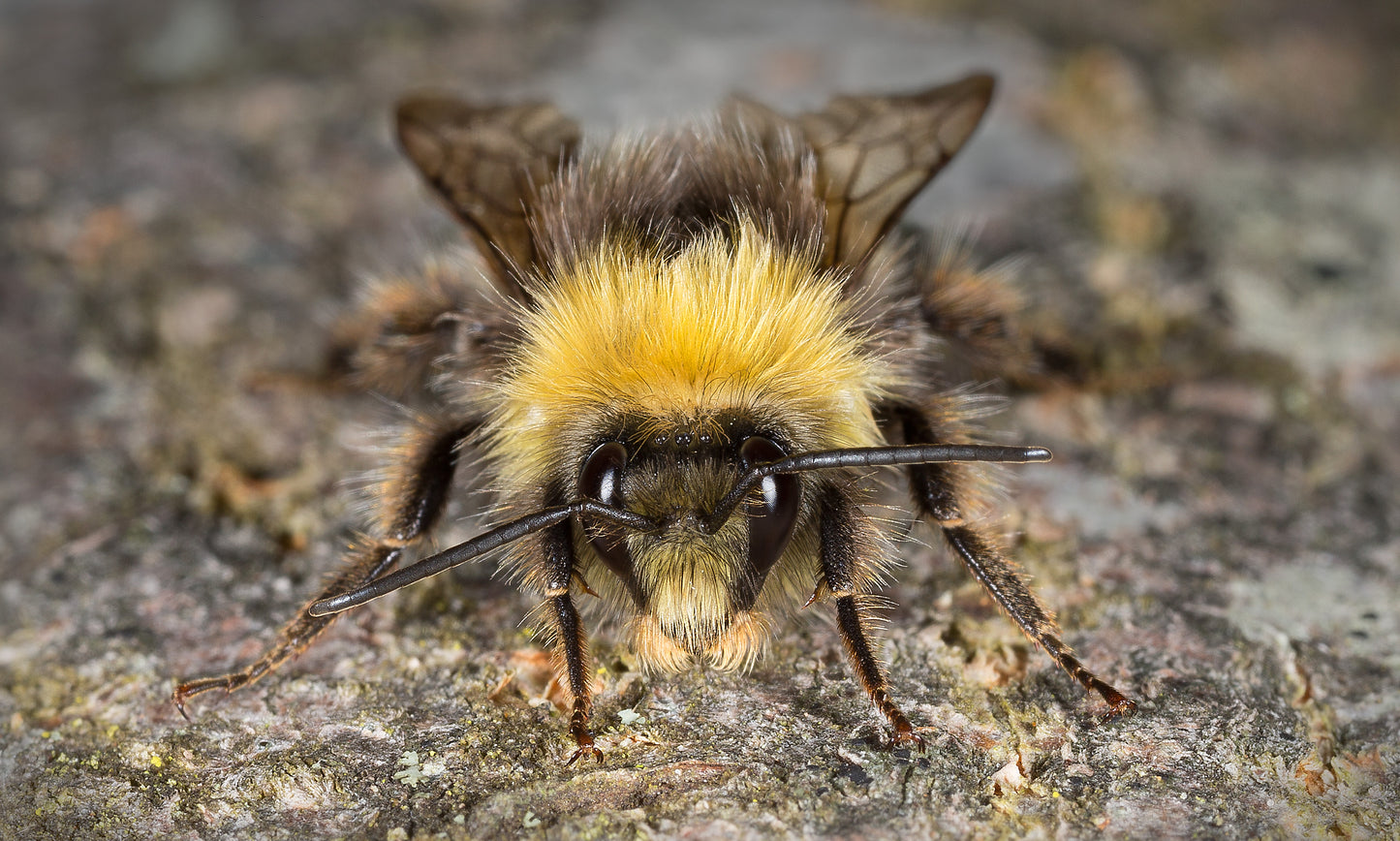 Tree Bumblebee - Photo - Photographer Darron Matthews