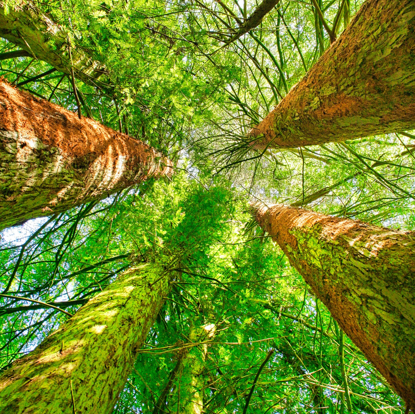 Vertical Trees - Photo - Photographer Martin Fisher