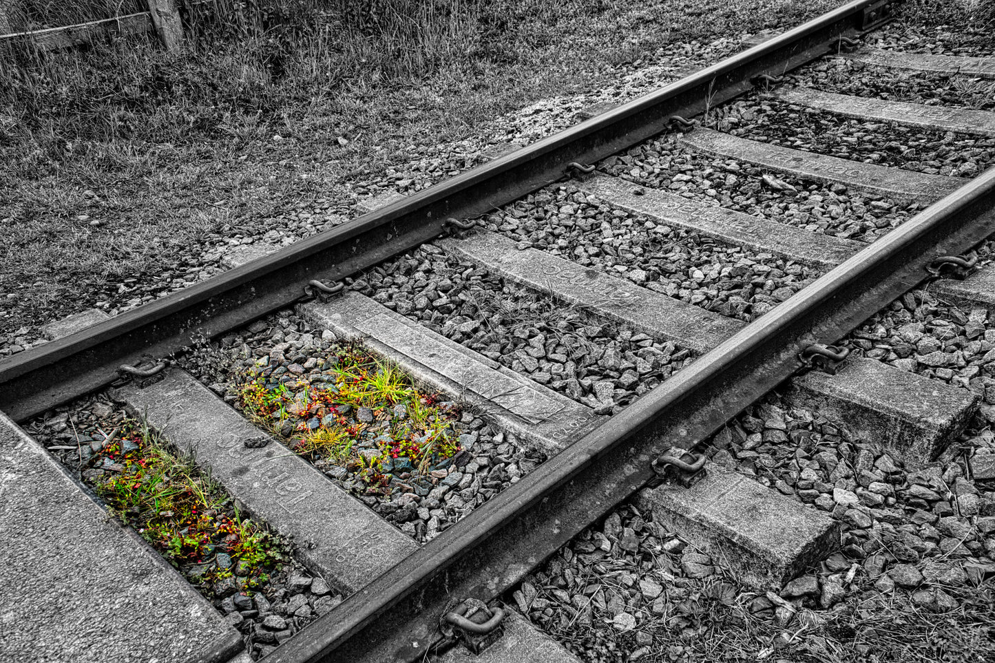 Weeds and the Railway - Photo - Photographer Martin Fisher