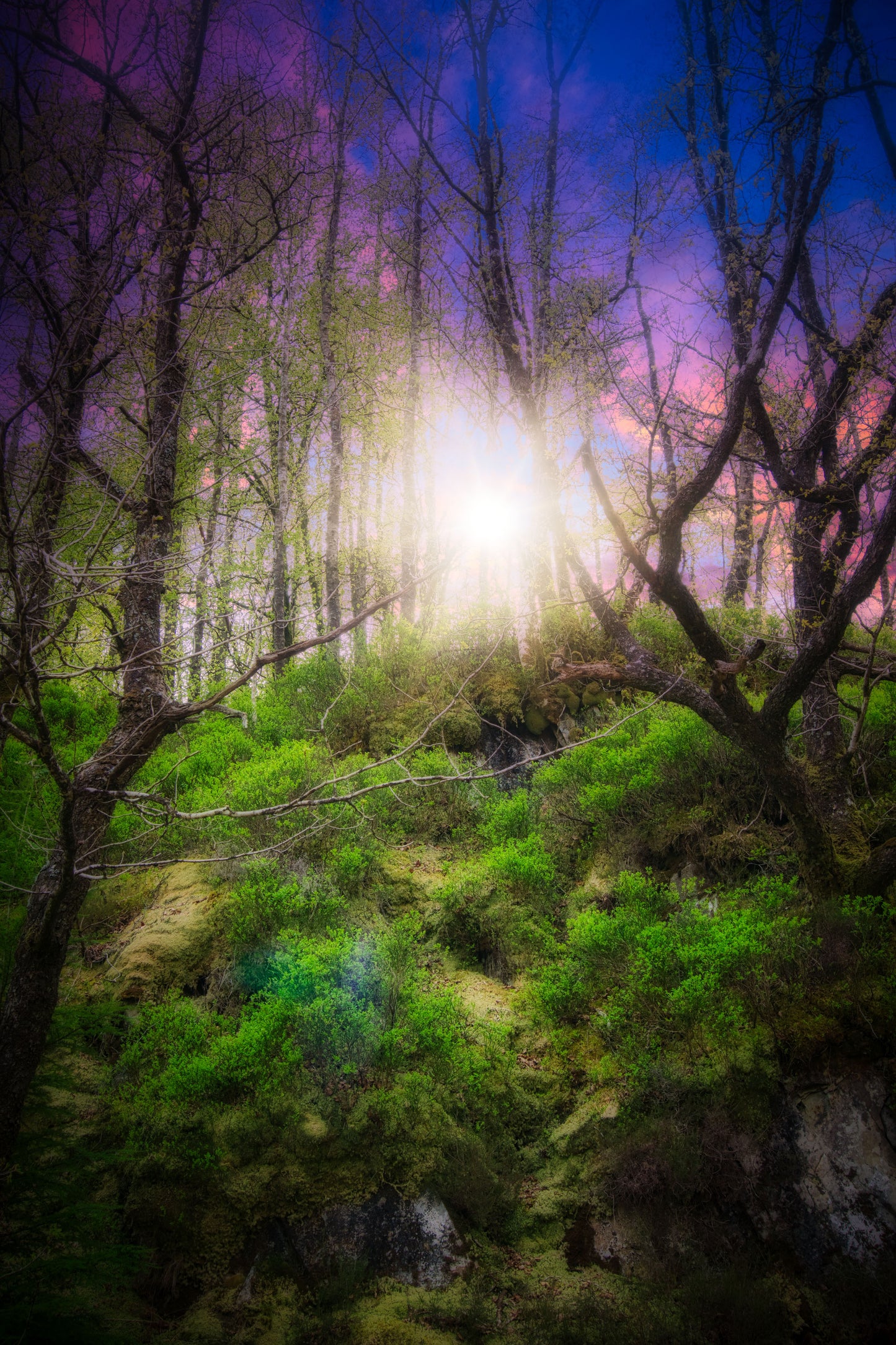 Welsh Magical Forest Sun - Photo - Photographer Martin Fisher