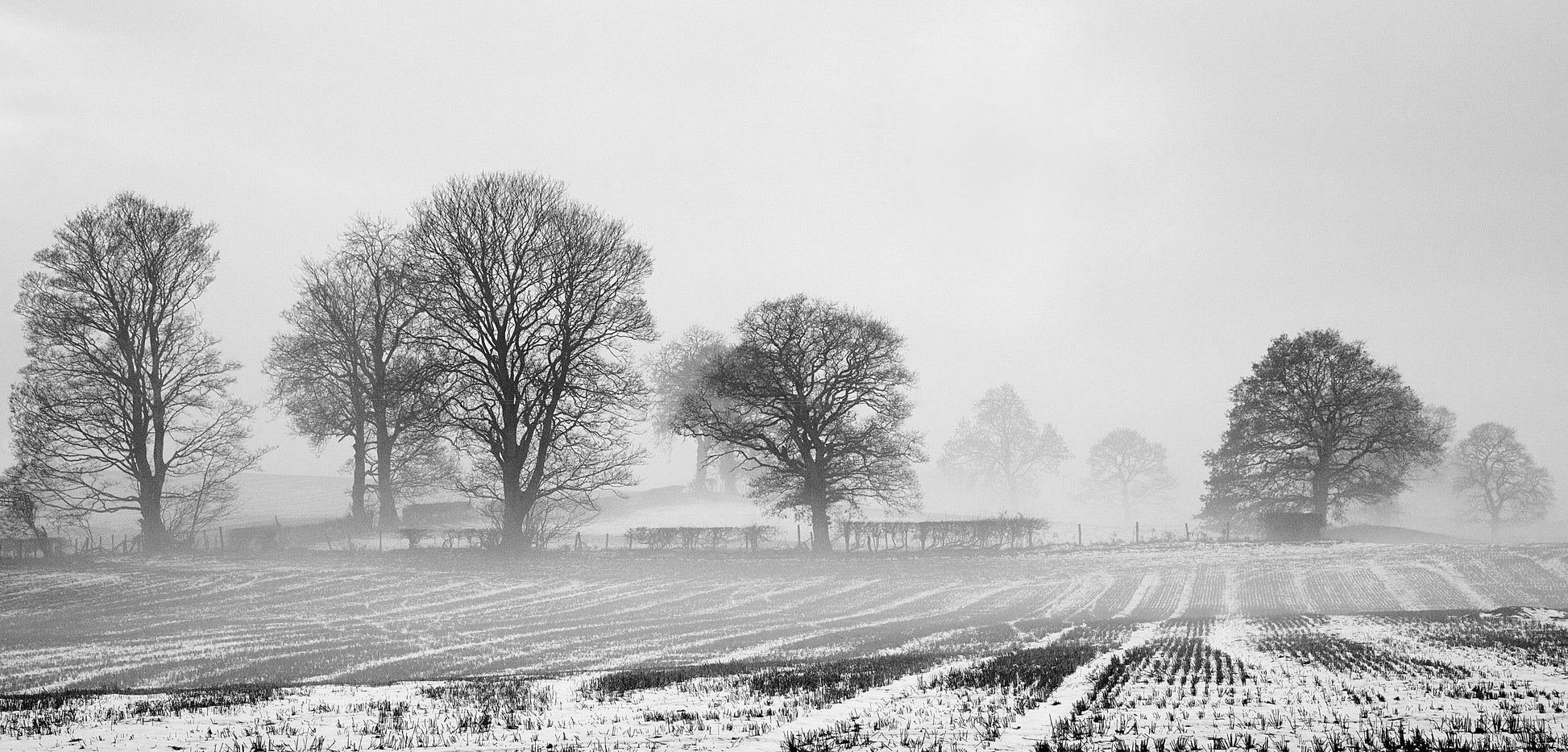 Winters Morning - Photo - Photographer Darron Matthews